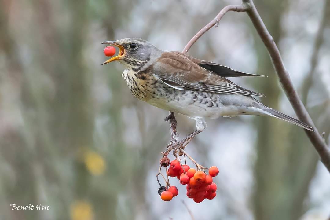 Les oiseaux hivernants des weppes